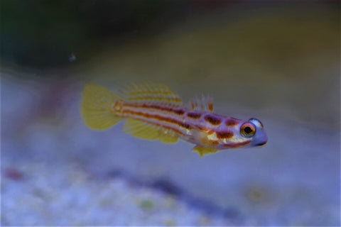 Yasha Hashe Goby
