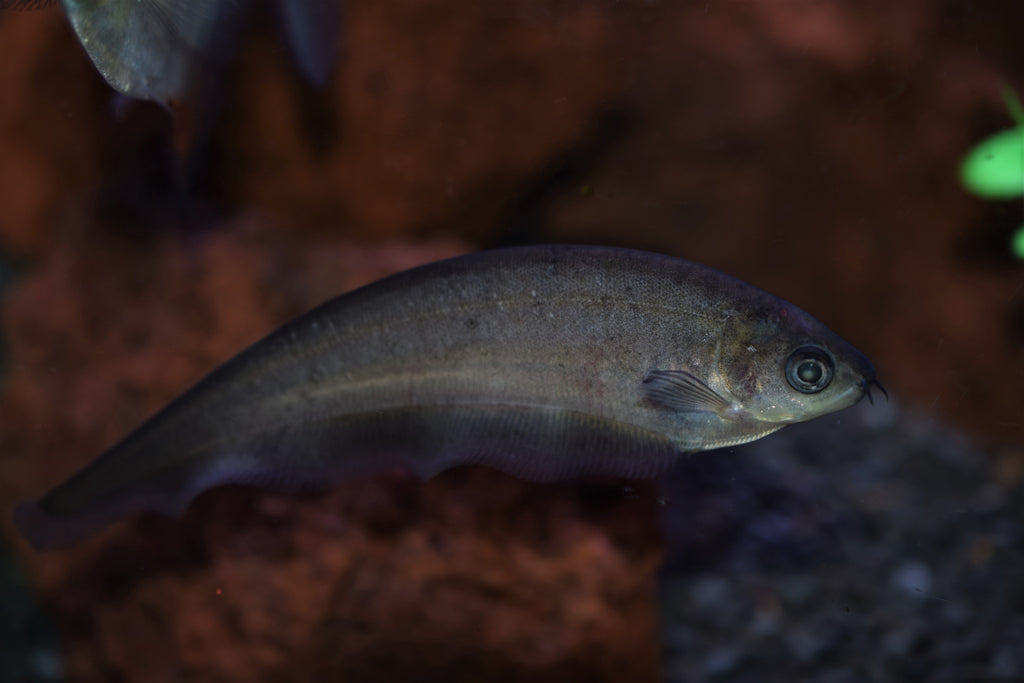 African Knife Fish