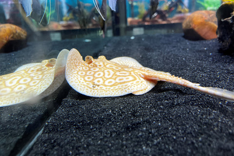 Albino Pearl Stingray (Female)