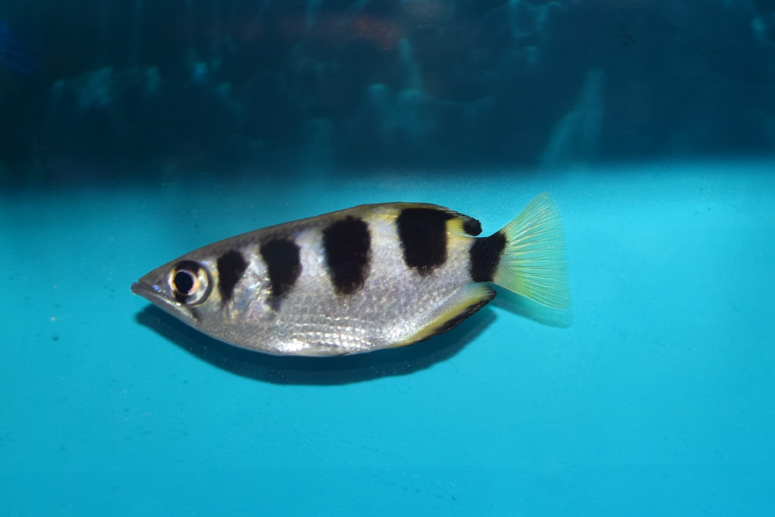 Banded Archerfish