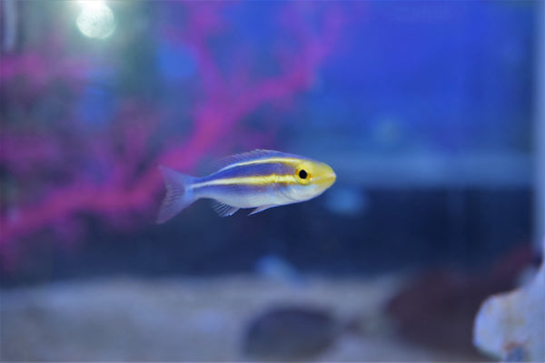 Banana Fish
