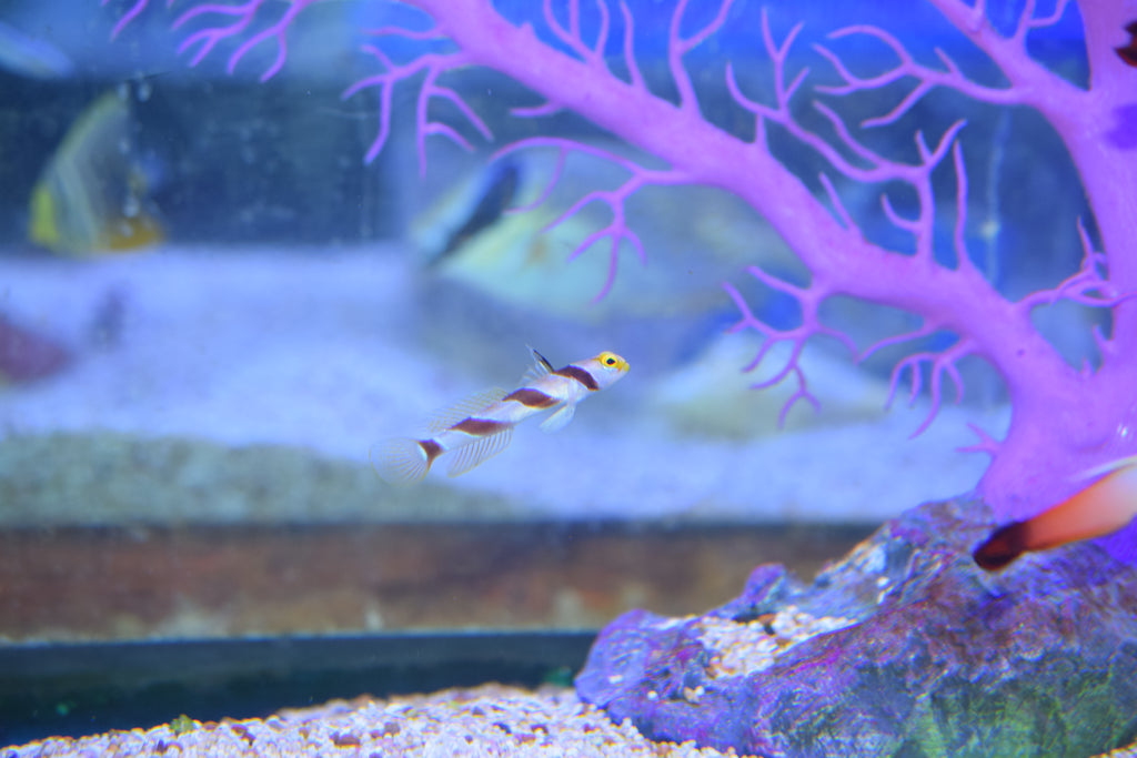 Barberpole Goby