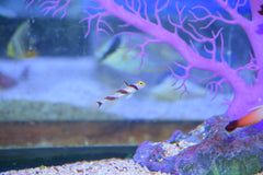 Barberpole Goby