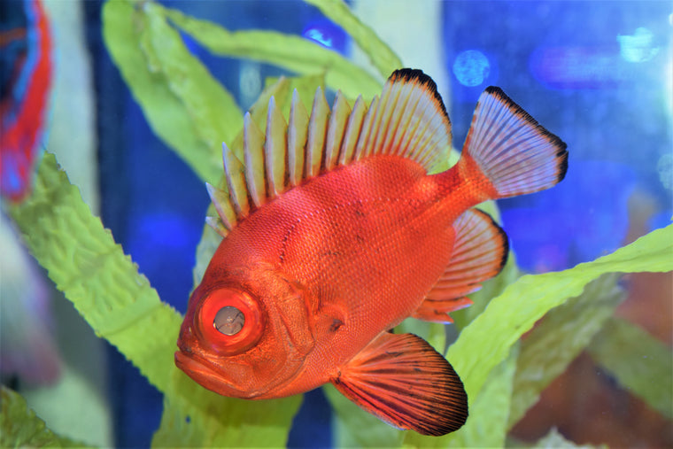 View All - Marine Fish – Page 12