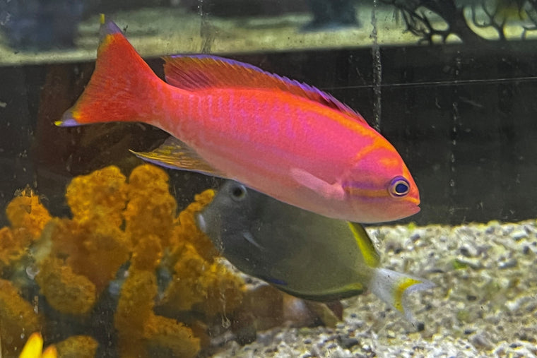 Bimac Anthias