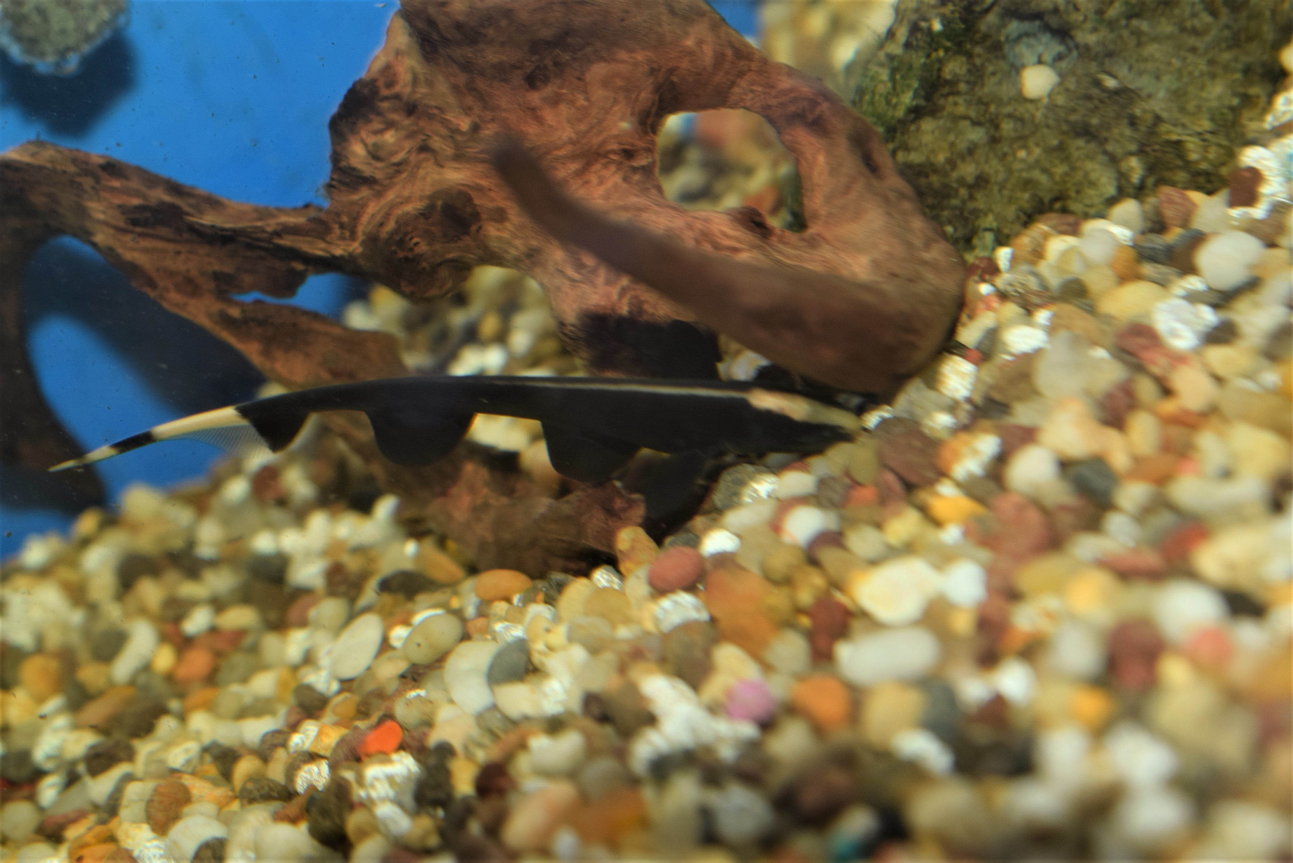 Black Ghost Knife Fish