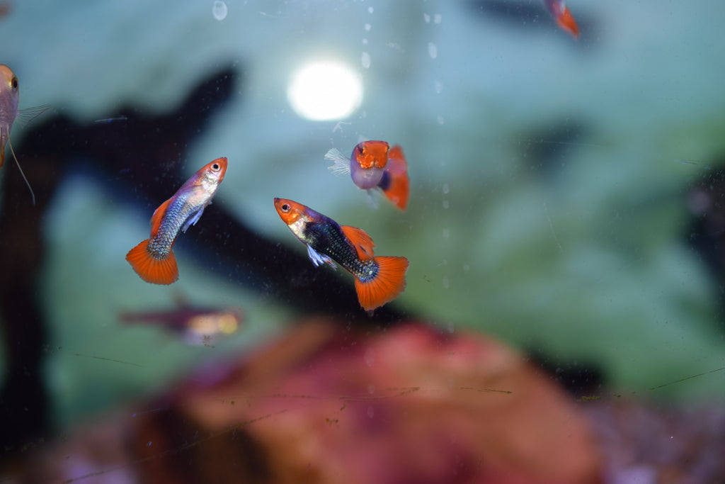 Blue Koi Guppy Pairs