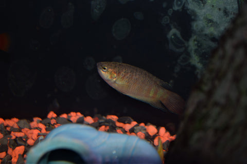 Blue Paradise Gourami