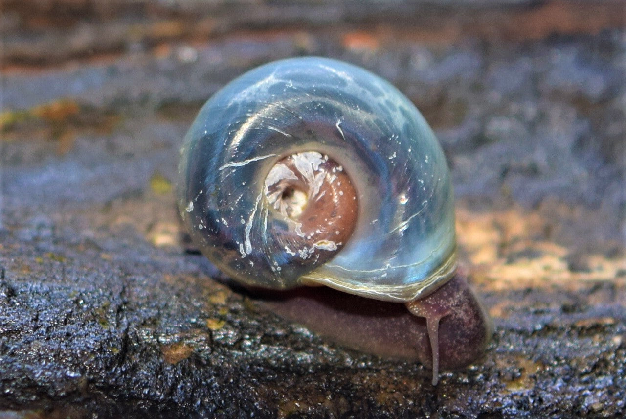 Blue Ramshorn Snail