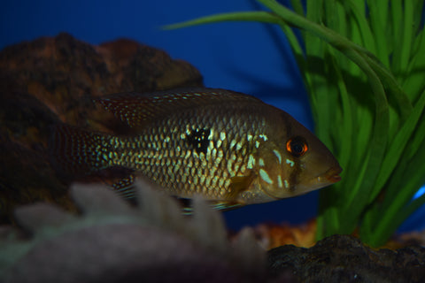 Geophagus brasiliensis "Pearl Cichlid"