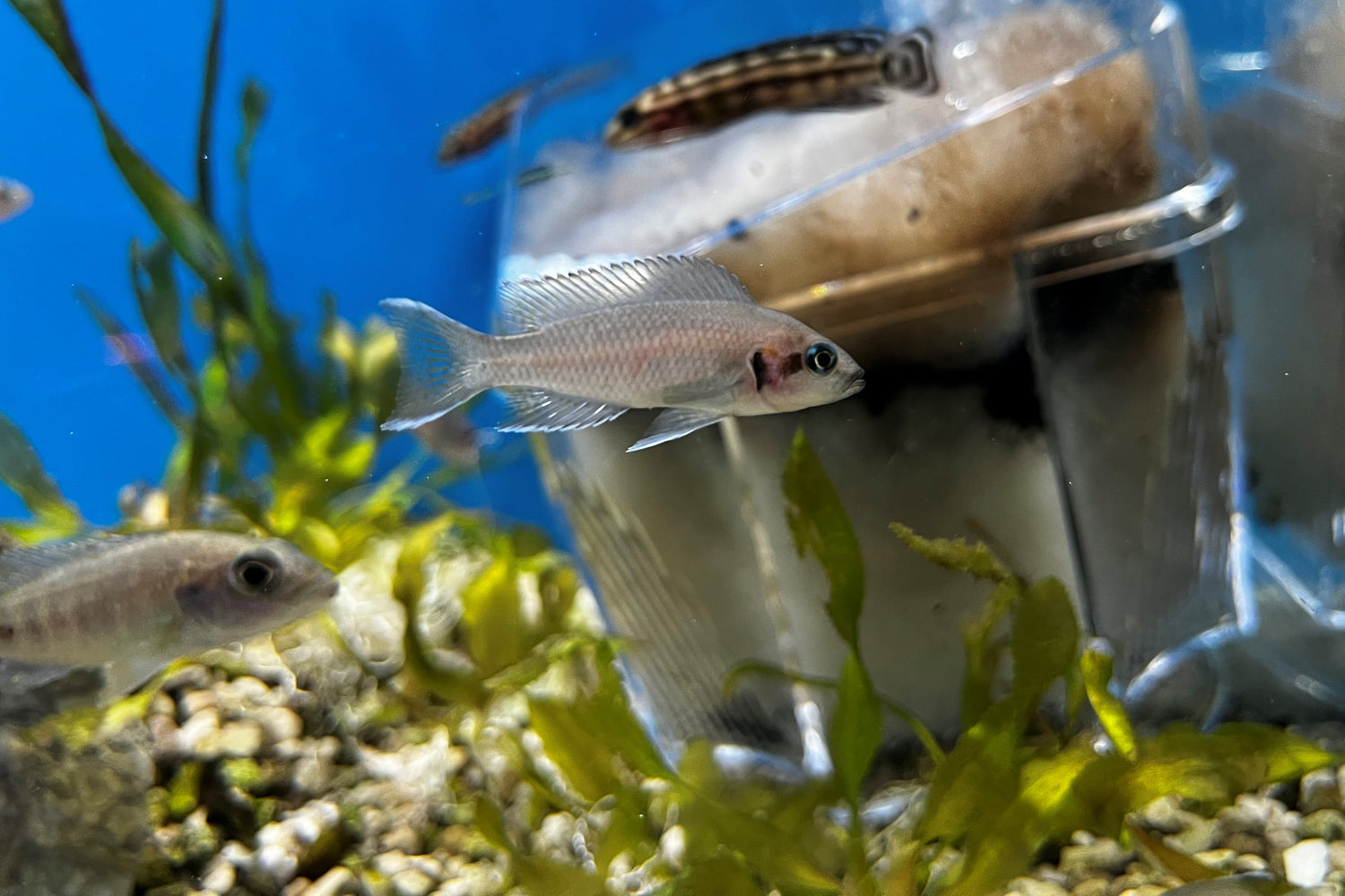 Neolamprologus brichardi - Main Image