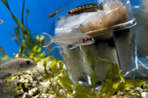 Neolamprologus brichardi