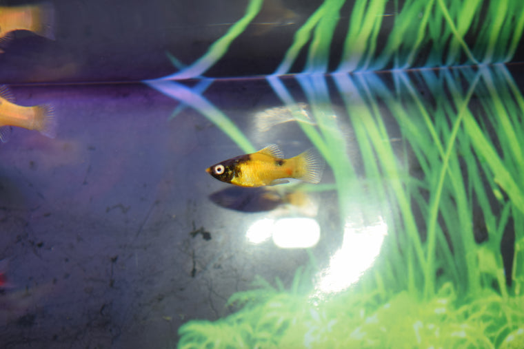 Bumble Bee Platys