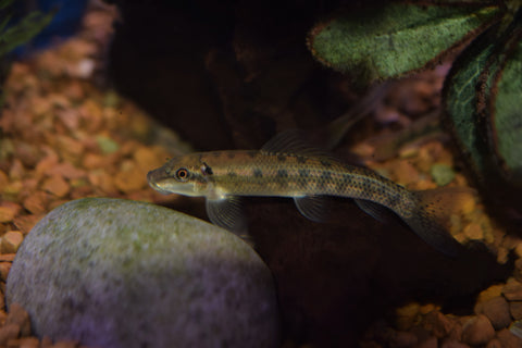 Chinese Algae Eater