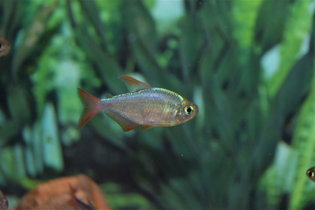 Colombian Red Fin Tetra