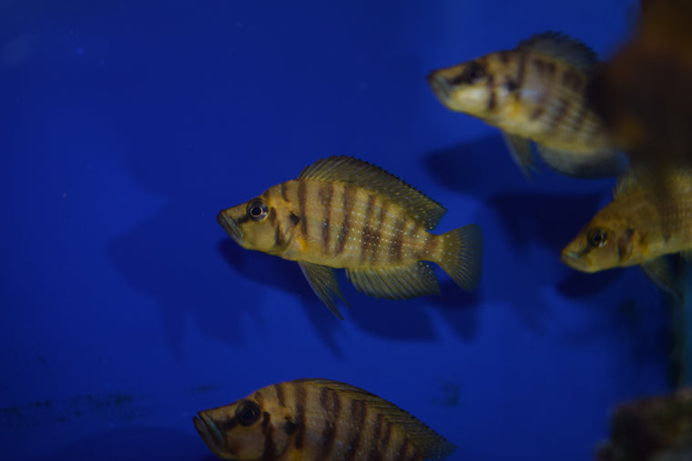 Altolamprologus compressiceps 