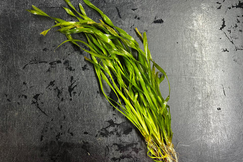 Contortion Vallisneria