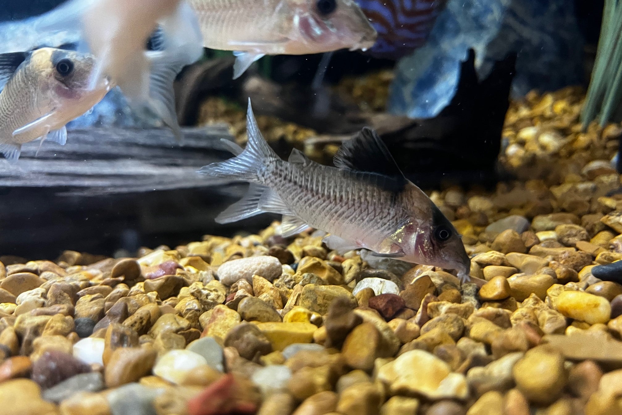 Cryptic Cory