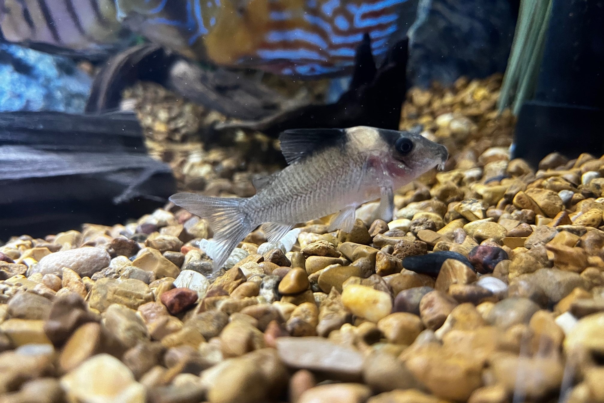 Cryptic Cory