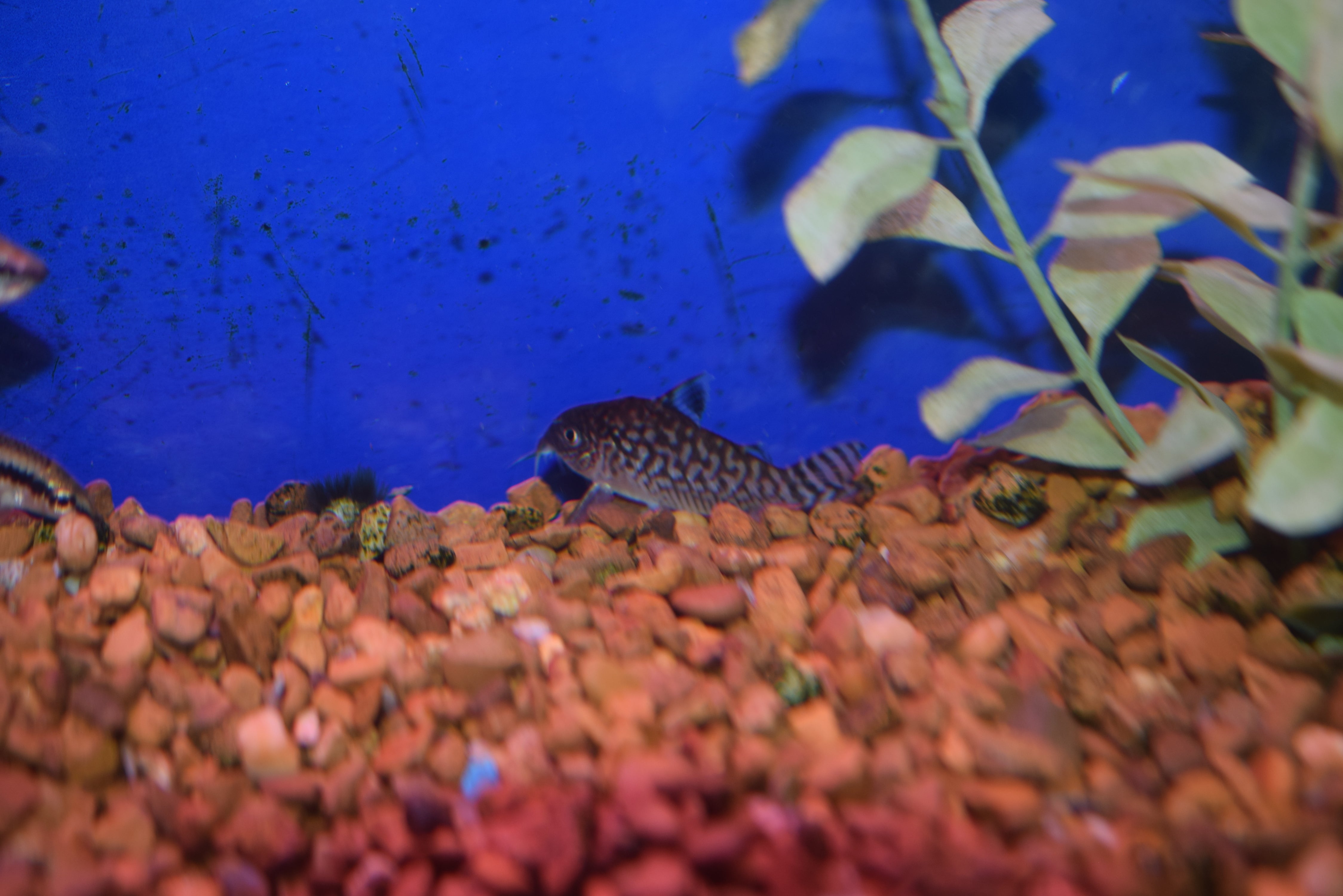 Cory reticulatus