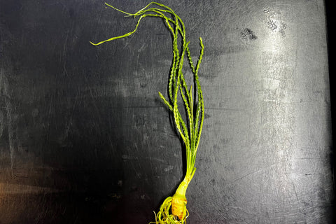 Crinum calimistratum