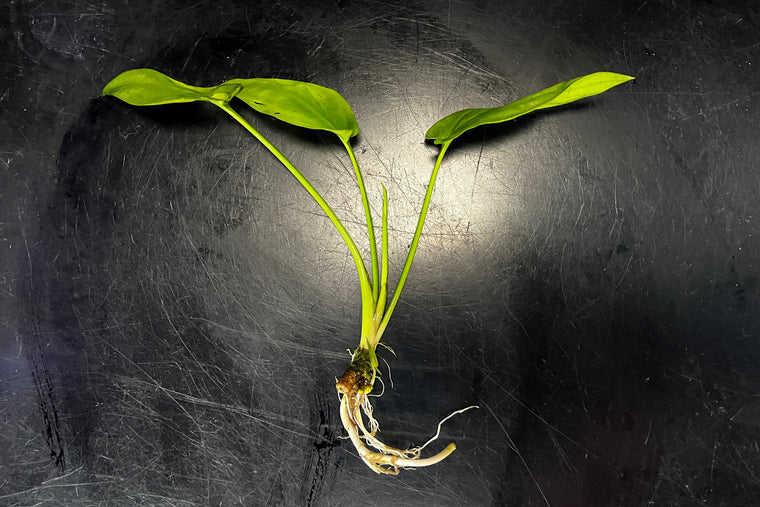 Cryptocoryne pontederiifolia