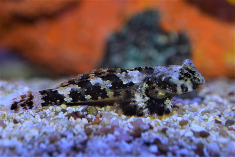 Brown Scooter Dragonet