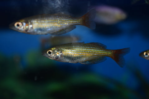 Deep Water Creek Rainbow