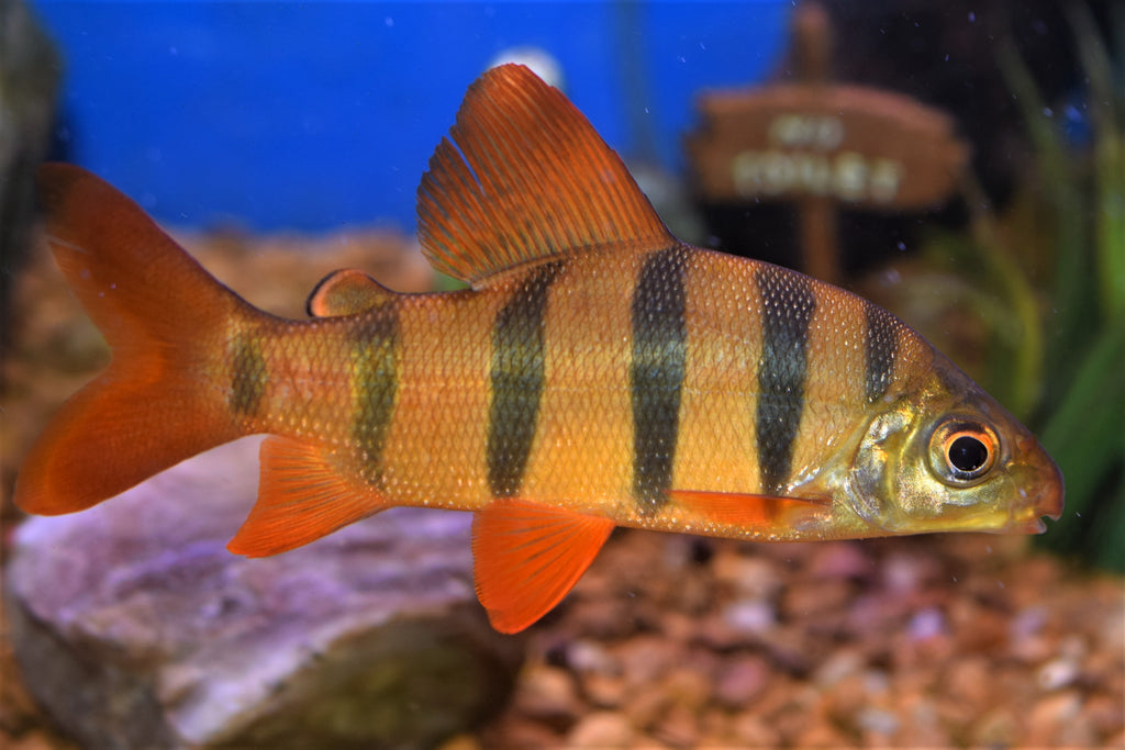 Distichodus sexfasciatus