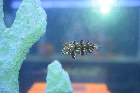 Dragon Wrasse