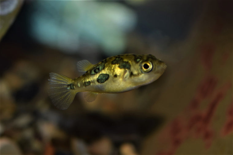 Bumble Bee Goby