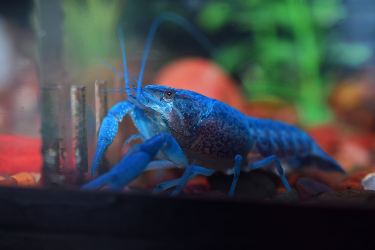 Electric Blue Lobster