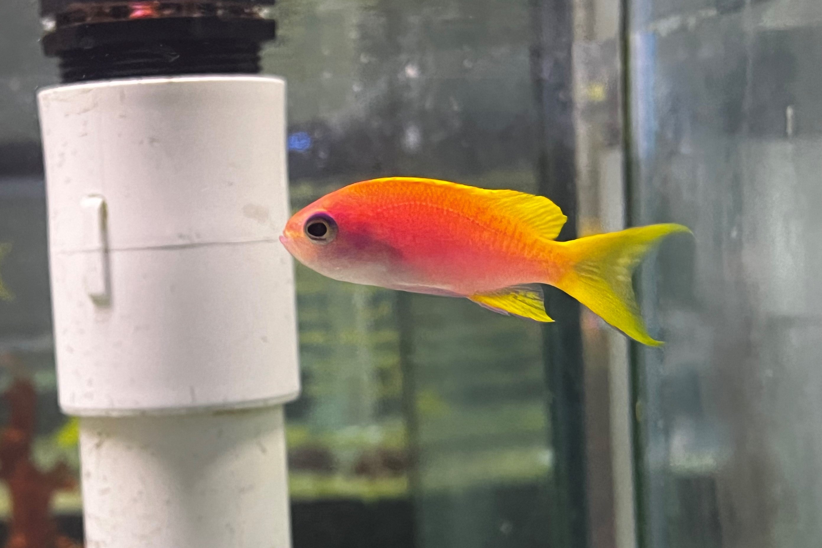 Bimac Anthias