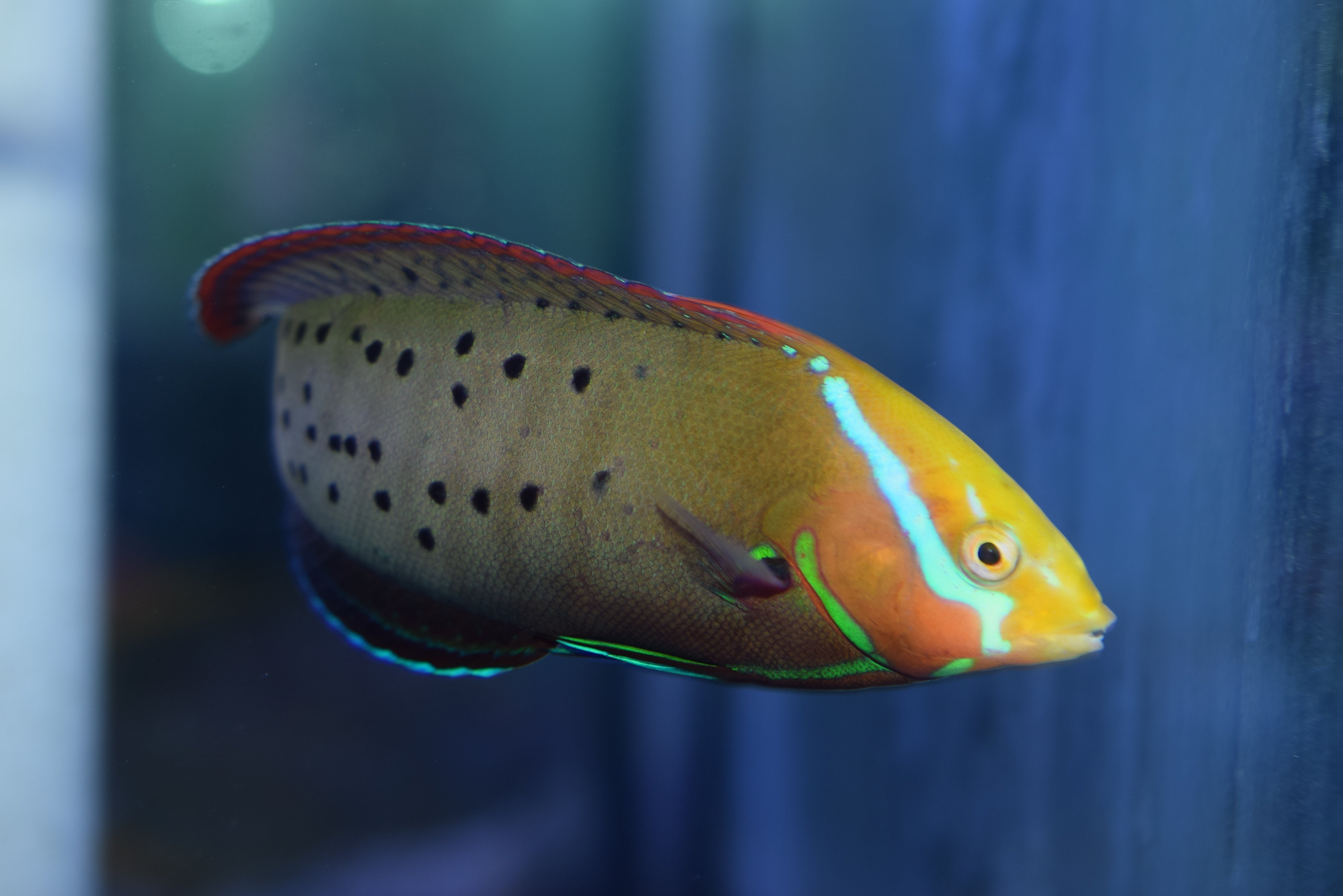 Formosa Wrasse
