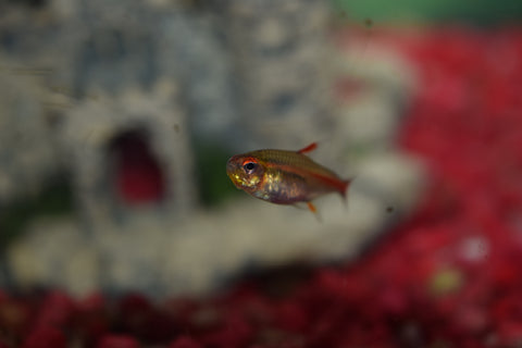 Glolite Tetra