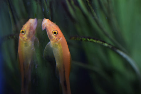 Gold Algae Eater