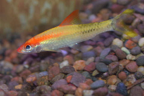 Gold Denisoni Barb
