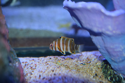 Harlequin Tusk