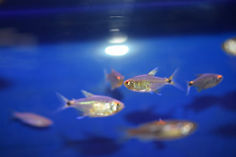 Head and Tail Light Tetra