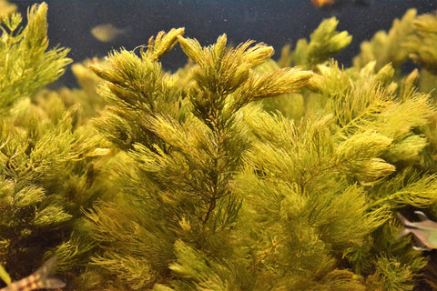 Hornwort