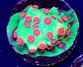 Xmas Cyphastrea