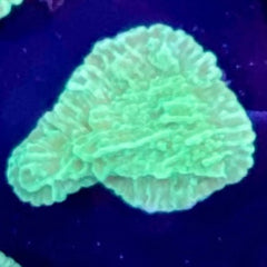 Green Montipora Capricornis