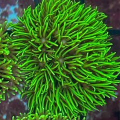 Neon Green Star Polyp