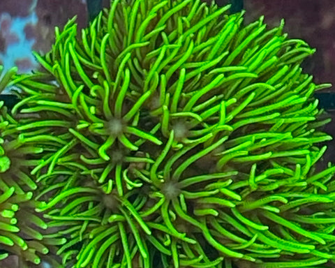 Neon Green Star Polyp