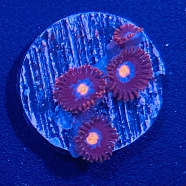 Mystique Zoanthid