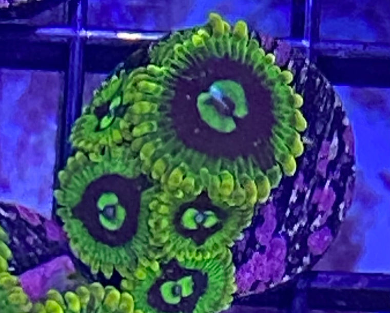 Rainbow Yoda Zoanthid