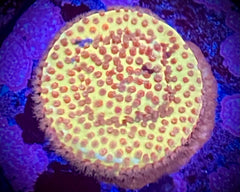 Burning Banana Stylocoeniella