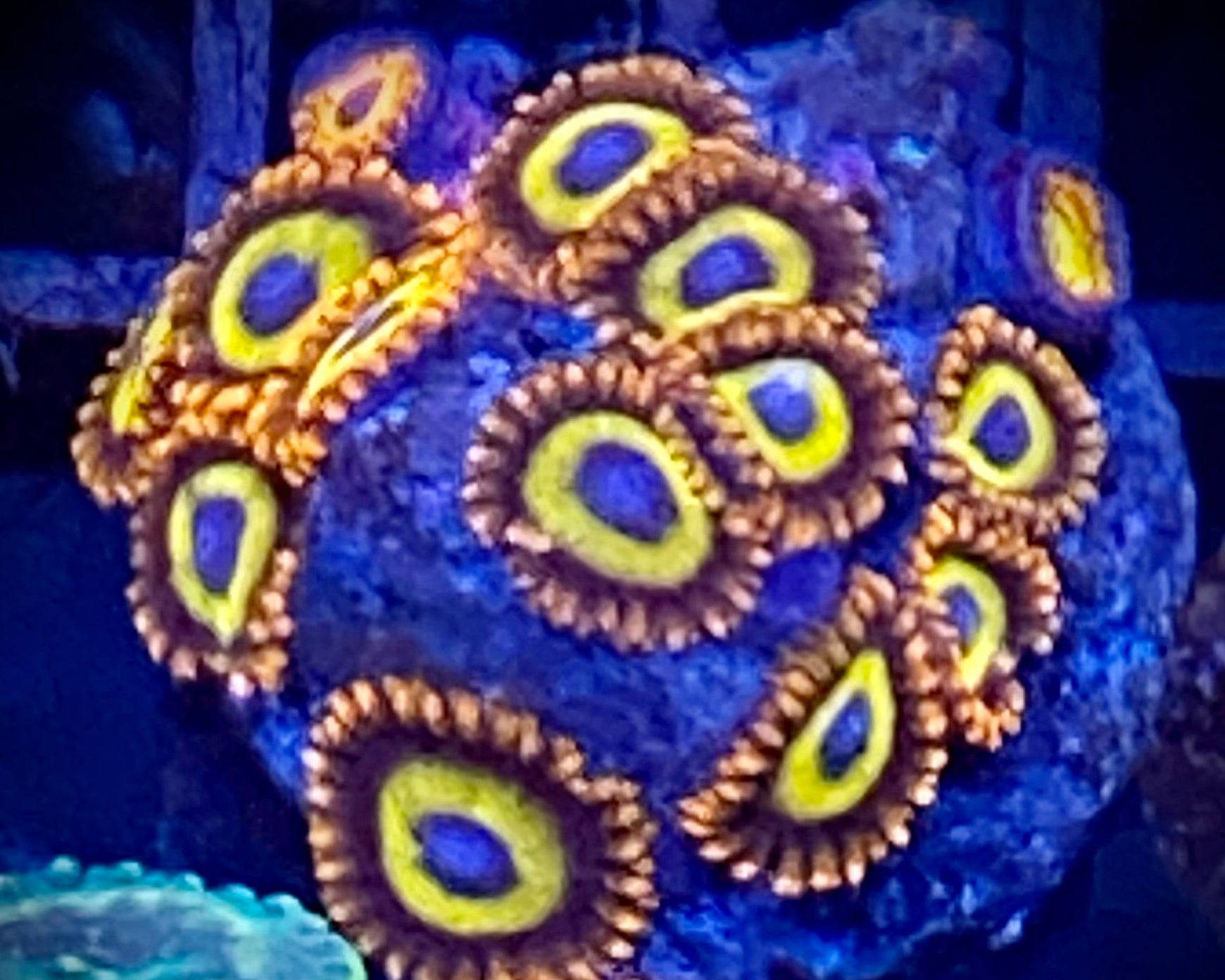 Fruit Loop Zoanthid