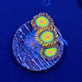 Rasta Zoanthid