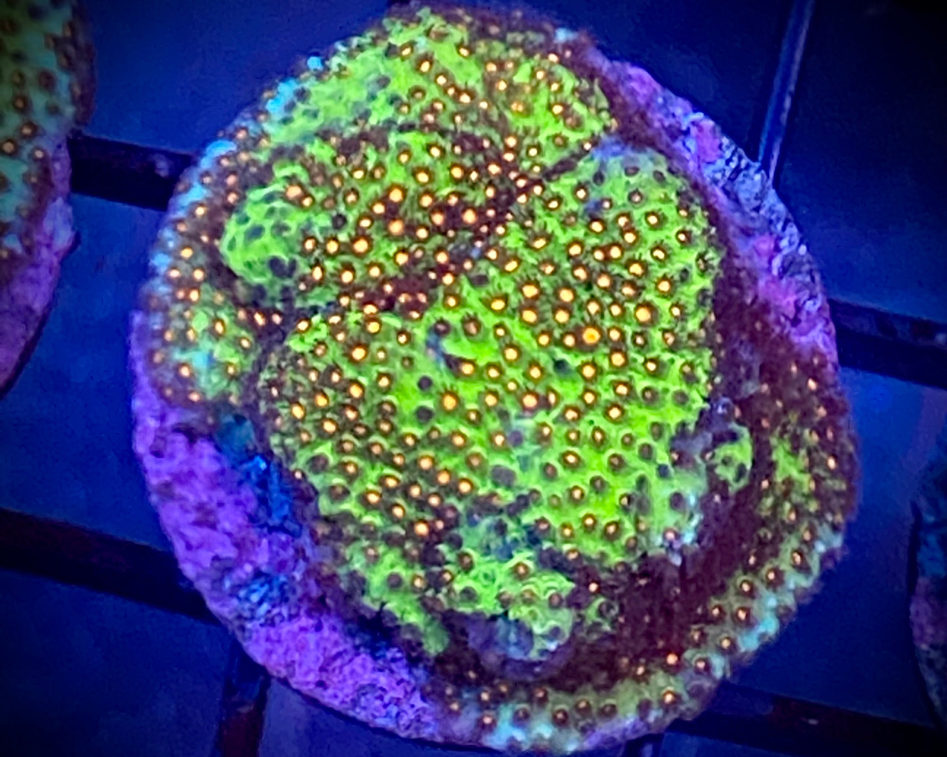 Sunset Stylocoeniella